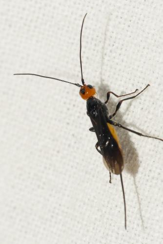 Réf. 209 783 : Atanycolus sp.